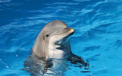 You’ll Flip For This Dolphin Cruise